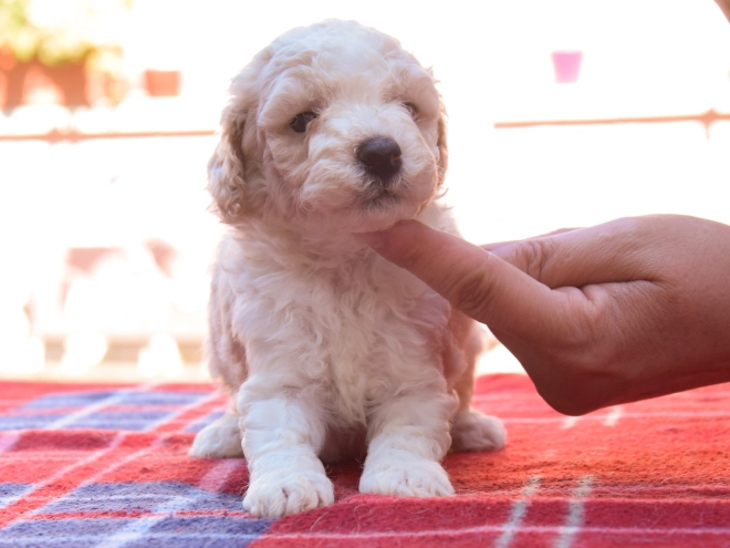Maltipoo Welpe kaufen