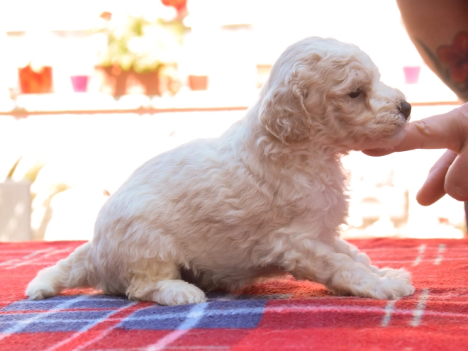 Maltipoo Welpe kaufen