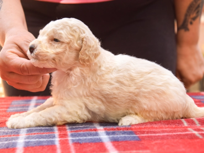 Maltipoo Welpe kaufen