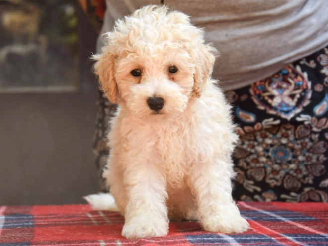 Perros Maltipoo en venta