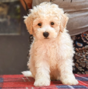 Perros Maltipoo en venta