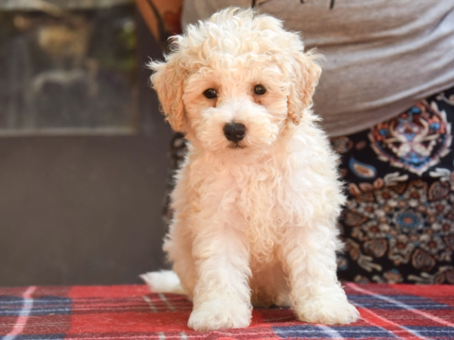 Perros Maltipoo en venta