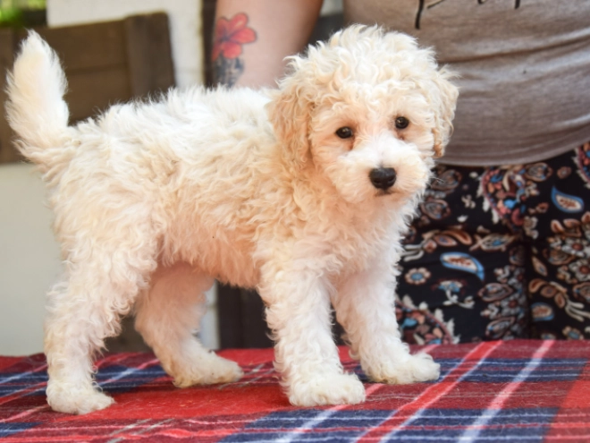 Perros Maltipoo en venta