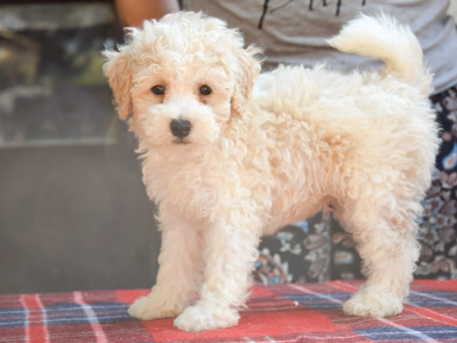 Perros Maltipoo en venta