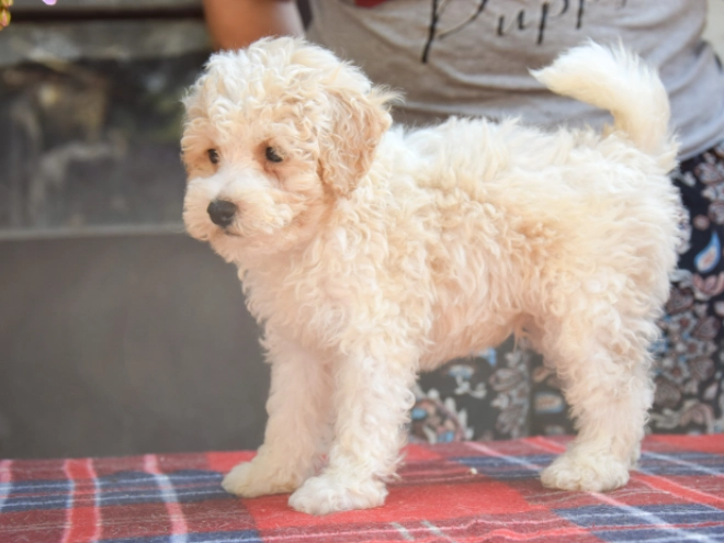 Perros Maltipoo en venta