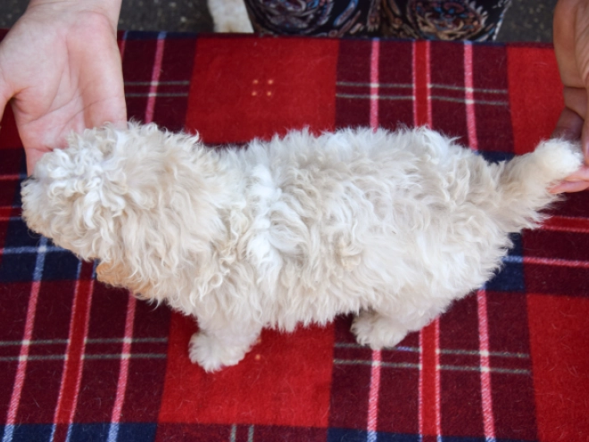 Perros Maltipoo en venta