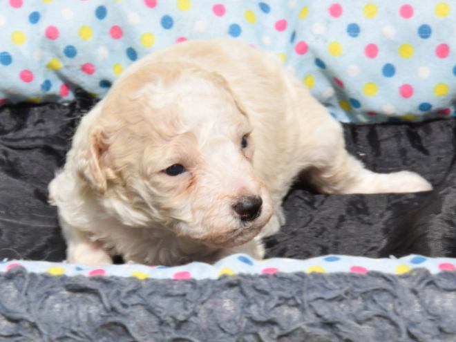 Maltipoo Welpe kaufen