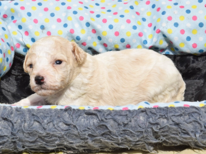 Maltipoo Welpe kaufen