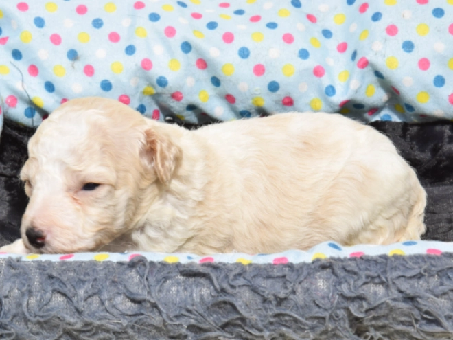 Maltipoo Welpe kaufen