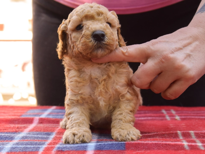 Maltipoo Welpe kaufen