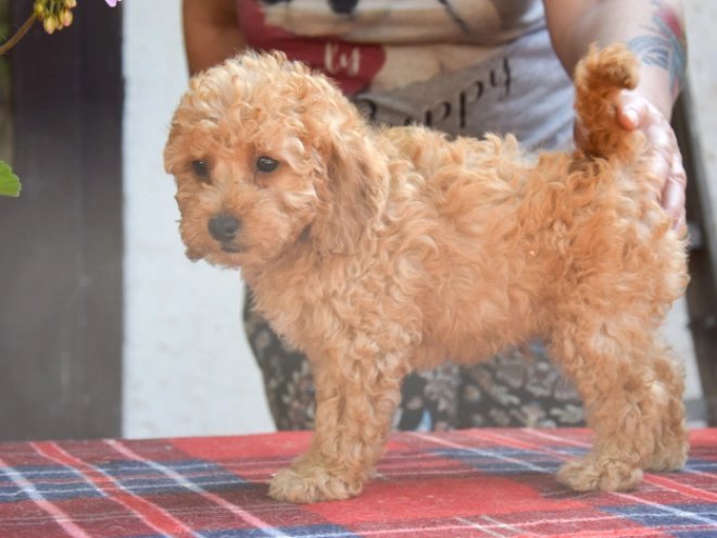 Maltipoo Welpe kaufen