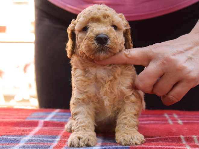 Maltipoo Welpe kaufen