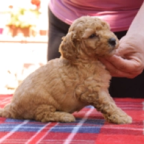 Chip, red Maltipoo en venta