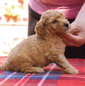 Maltipoo Welpe kaufen