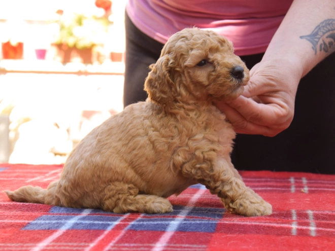 Maltipoo Welpe kaufen