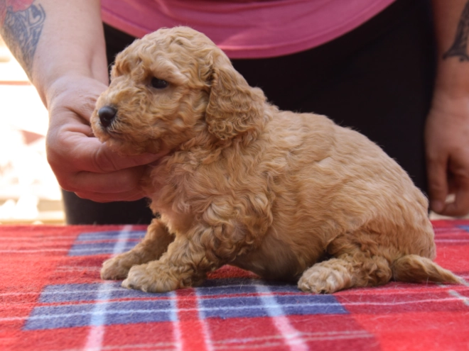 Maltipoo Welpe kaufen