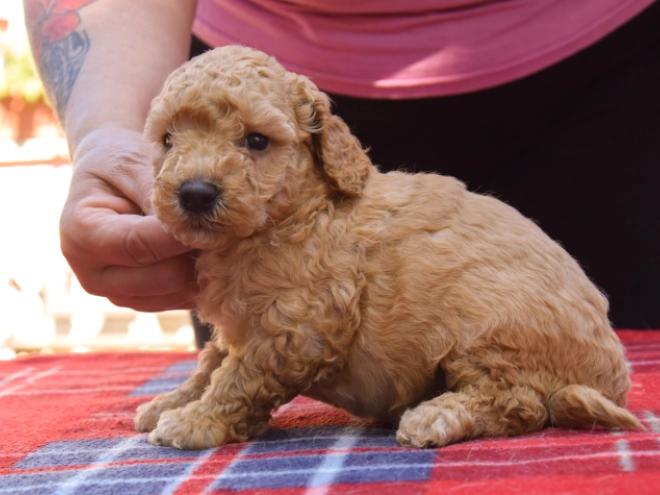 Maltipoo Welpe kaufen