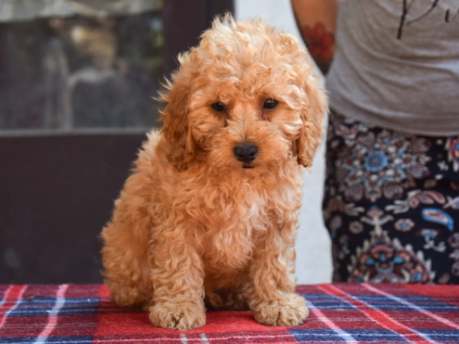 Maltipoo Welpe kaufen