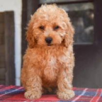 Chip, red Maltipoo Welpen kaufen
