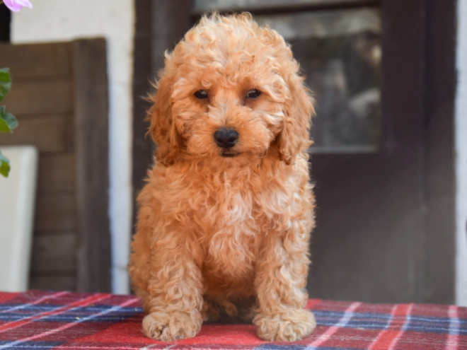 Maltipoo Welpe kaufen