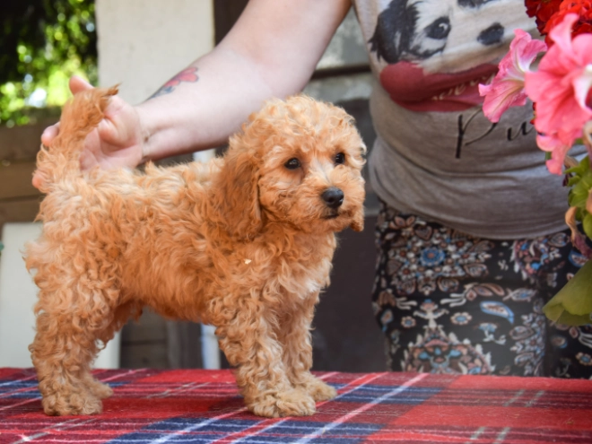 Maltipoo Welpe kaufen