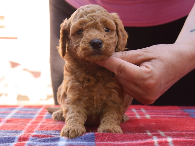 Maltipoo Welpe kaufen