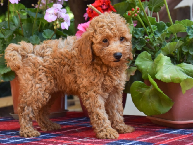 Maltipoo Welpe kaufen