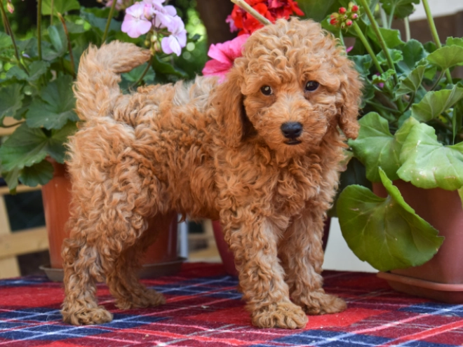 Maltipoo Welpe kaufen