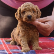 Rocket, red Maltipoo en venta