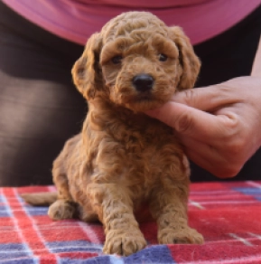 Maltipoo Welpe kaufen