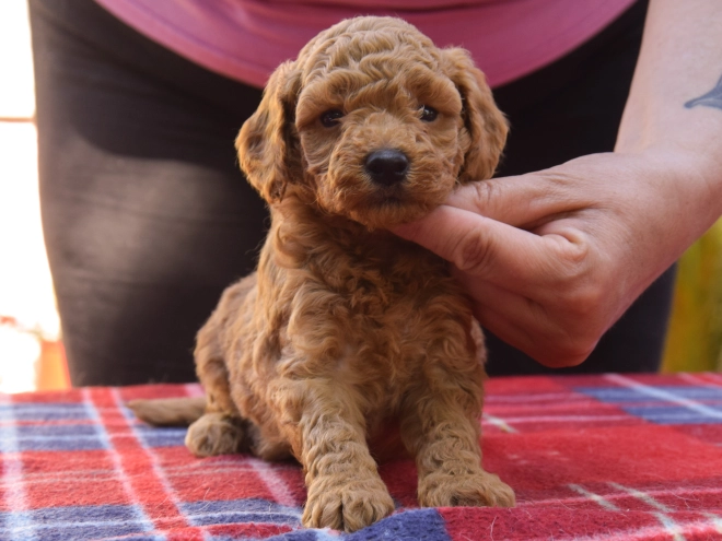 Maltipoo Welpe kaufen