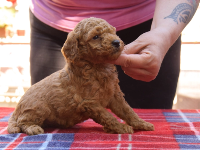 Maltipoo Welpe kaufen
