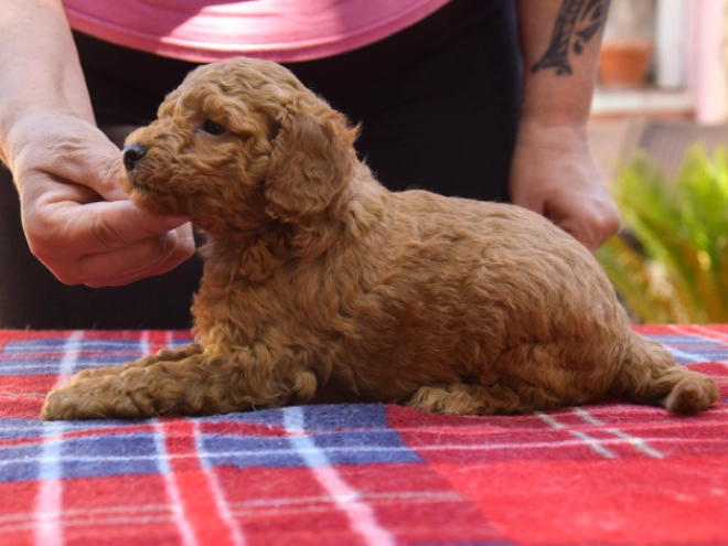 Maltipoo Welpe kaufen