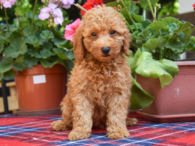 Maltipoo Welpe kaufen