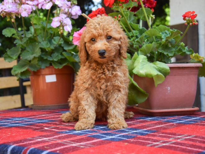 Maltipoo Welpe kaufen