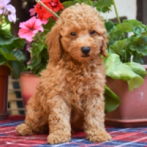 Rocket, red Maltipoo Welpen kaufen