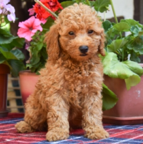 Perros Maltipoo en venta