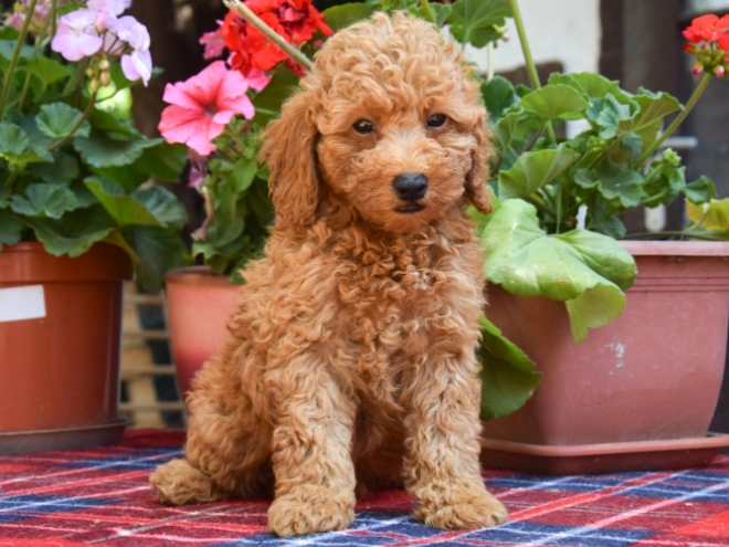 Maltipoo Welpe kaufen