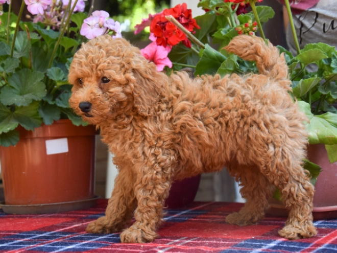 Maltipoo Welpe kaufen