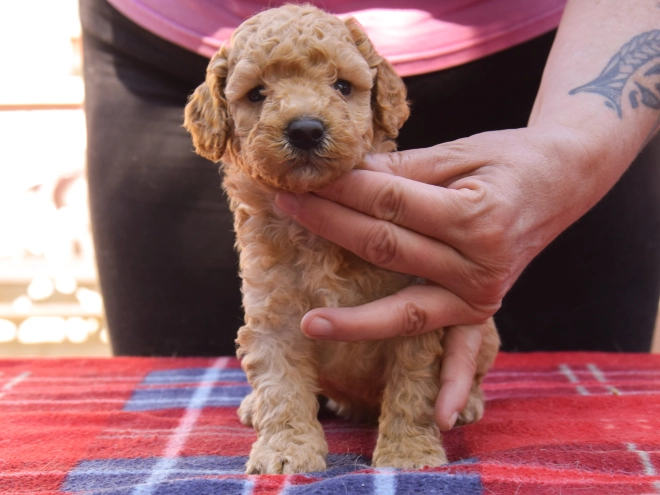 Maltipoo Welpe kaufen