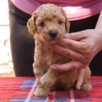 Reggie, red Maltipoo en venta