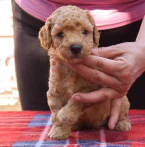 Maltipoo Welpe kaufen