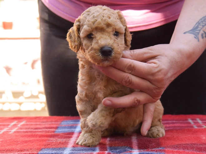 Maltipoo Welpe kaufen