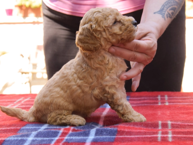 Maltipoo Welpe kaufen
