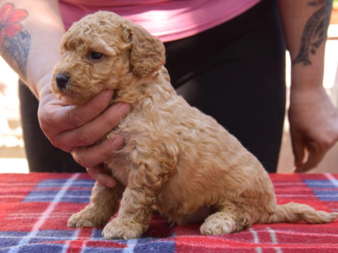 Maltipoo Welpe kaufen