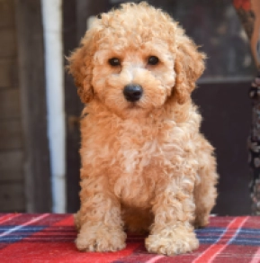 Perros Maltipoo en venta
