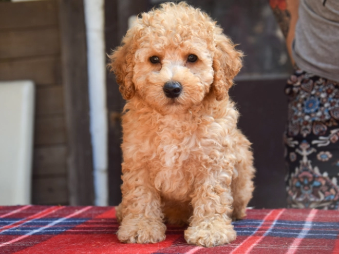 Maltipoo Welpe kaufen