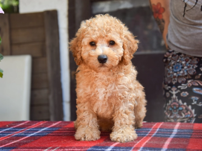 Maltipoo Welpe kaufen