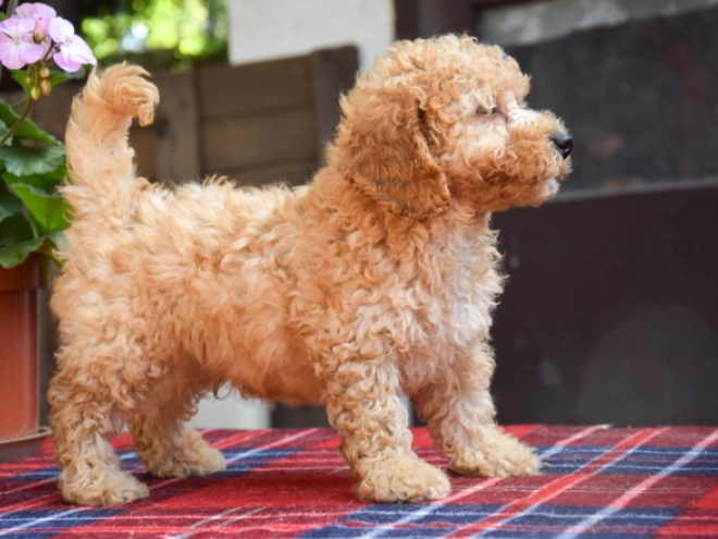 Maltipoo Welpe kaufen