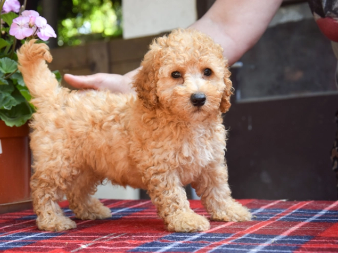 Maltipoo Welpe kaufen